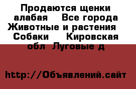 Продаются щенки алабая  - Все города Животные и растения » Собаки   . Кировская обл.,Луговые д.